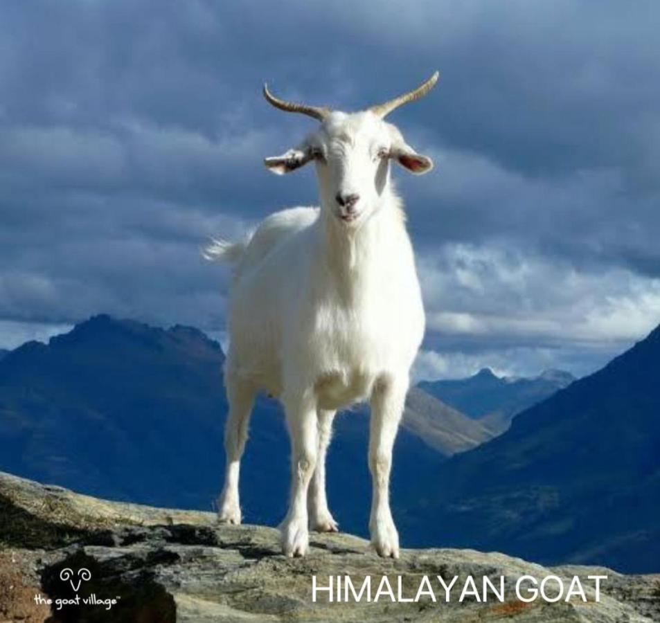 The Goat Village Myani Kültér fotó